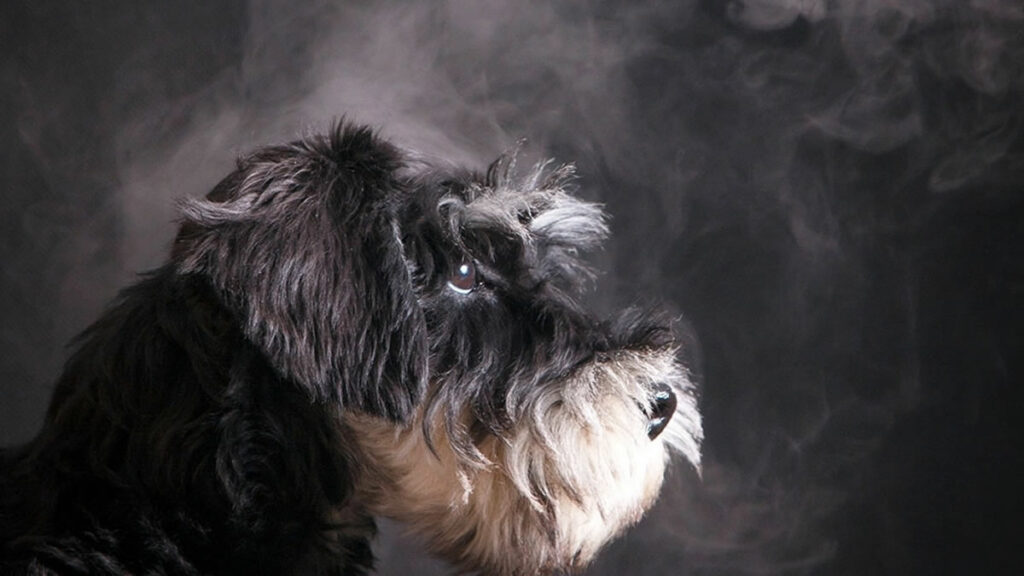 Dogs E-cigarette Exposure, Nicotine Poisoning Dogs