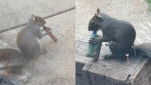 Why Are Squirrels So Drawn to Vapes? The Danger of Fruity Scents discarded vapes wildlife hazard